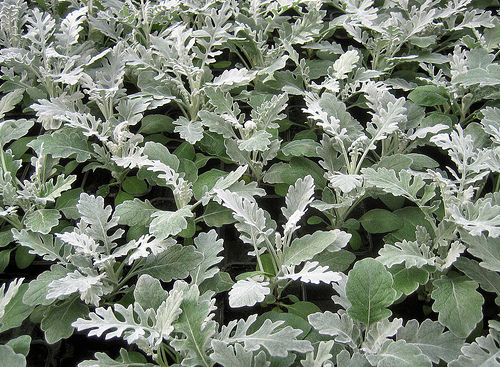 Dusty Miller Seeds Silver Dust 500 Pelleted Seeds