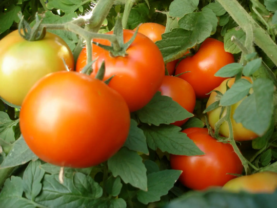 Tomato Seeds Early Girl 25 thru 100 Seeds Garden Seeds