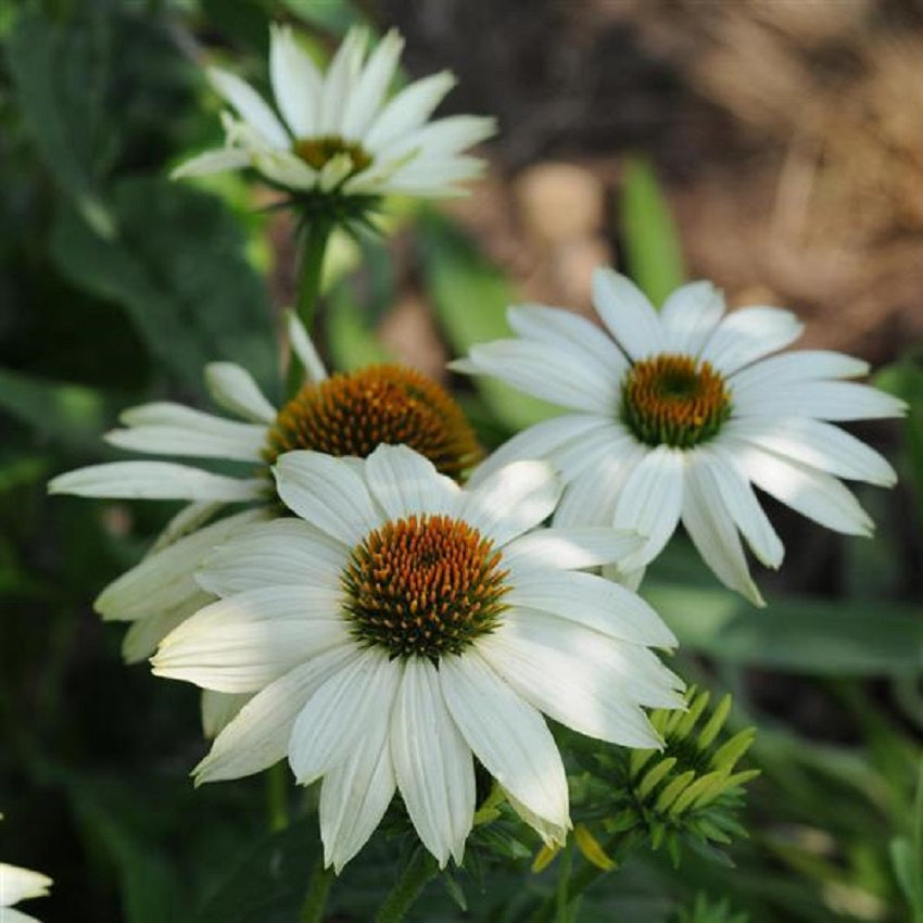 Echinacea Seeds Cone Flower Seeds Echinacea PowWow White 25 Seeds