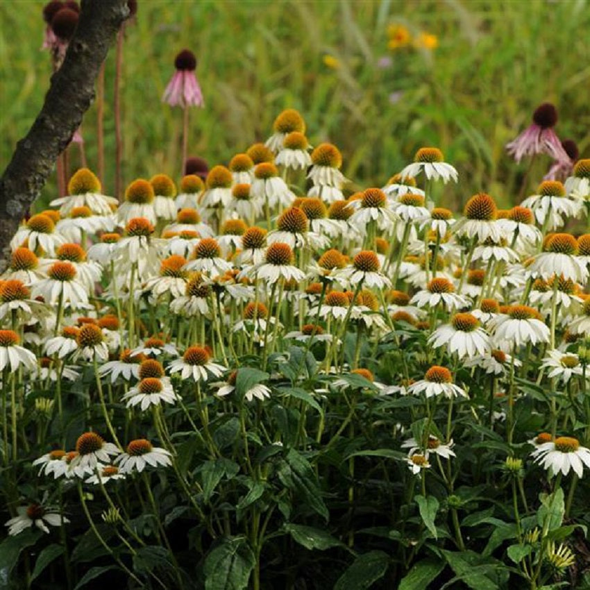 Echinacea Seeds Cone Flower Seeds Echinacea PowWow White 25 Seeds