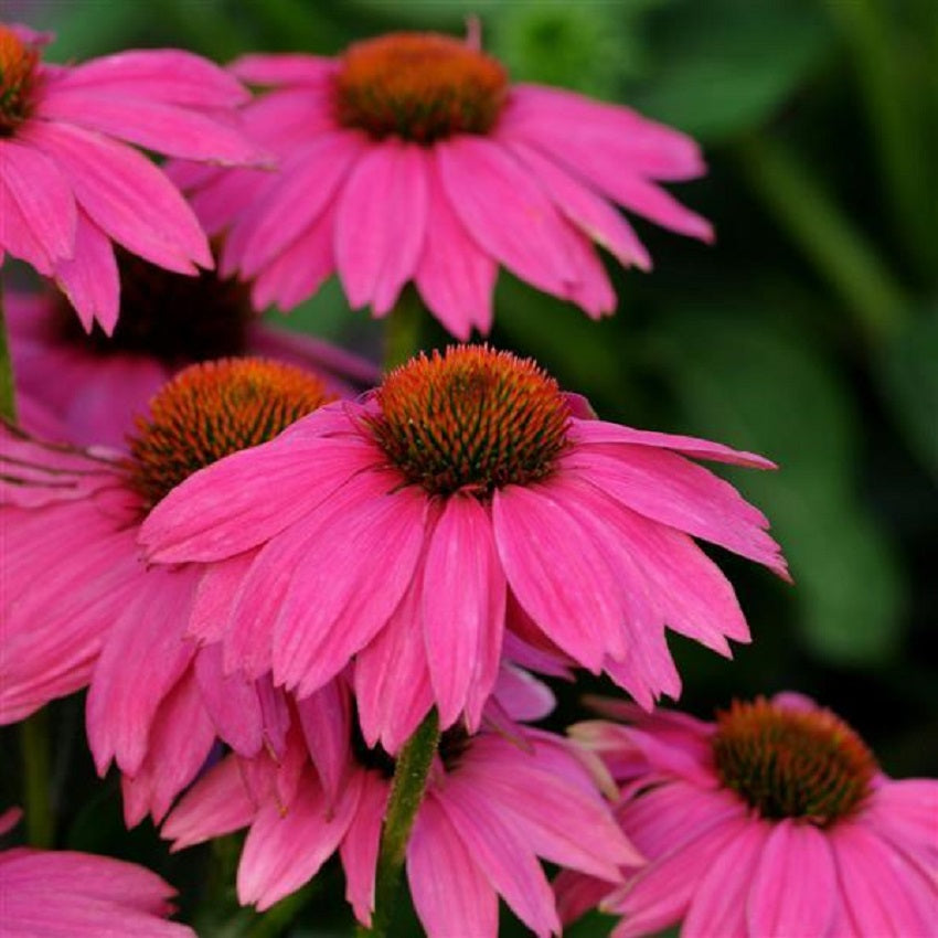 Echinacea Seeds Cone Flower Seeds Echinacea PowWow Wild Berry 25 Seeds