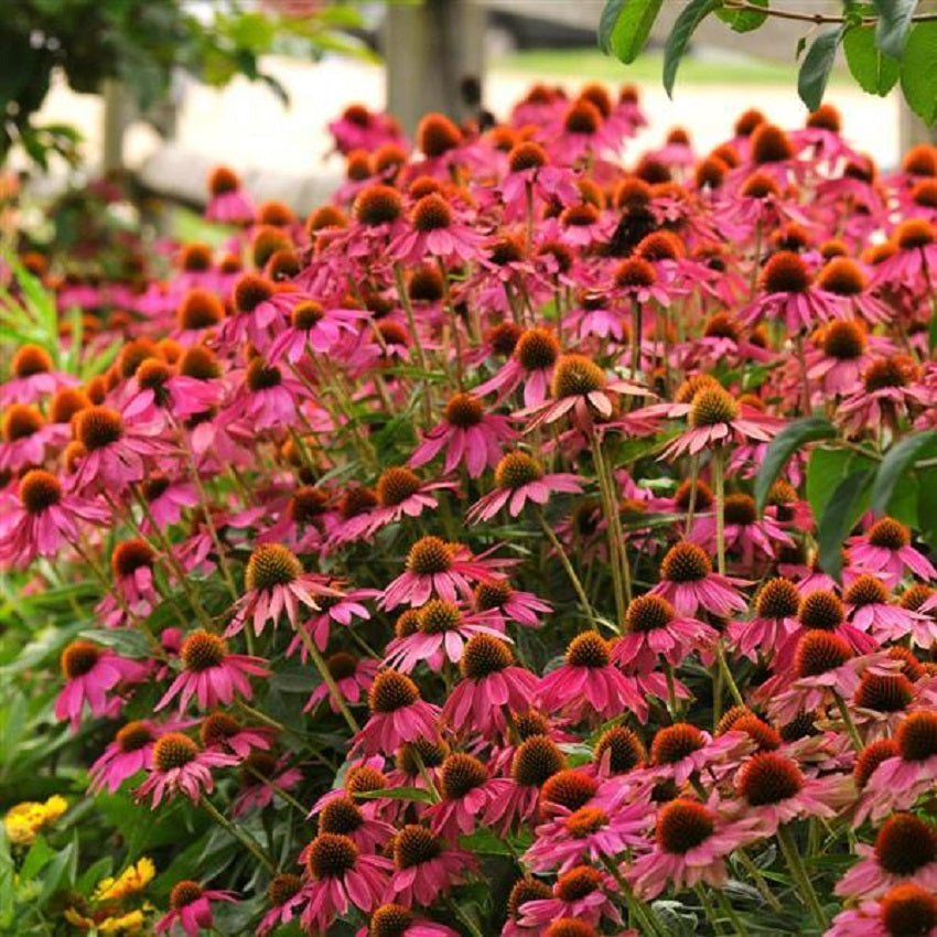 Echinacea Seeds Cone Flower Seeds Echinacea PowWow Wild Berry 25 Seeds