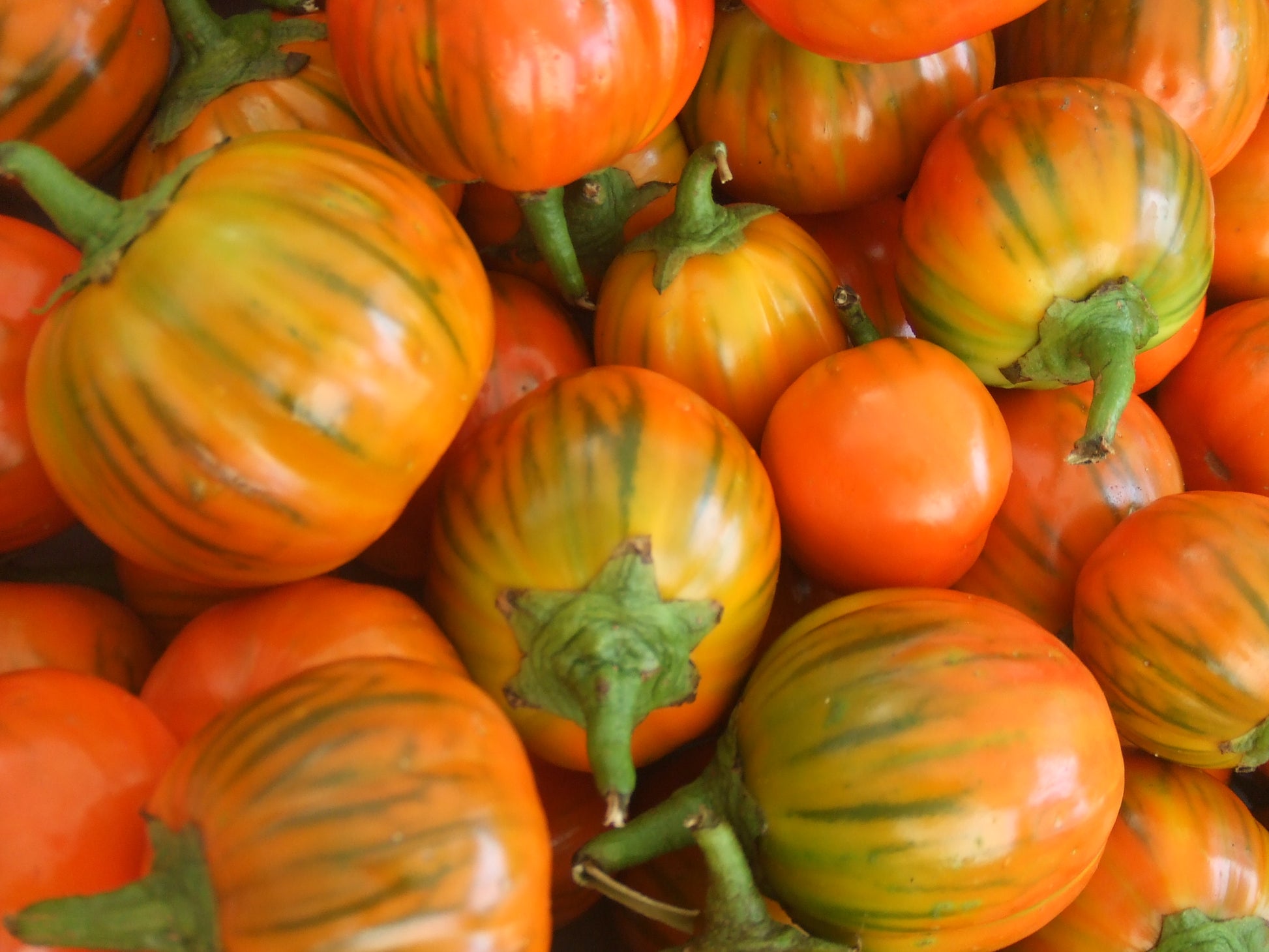 Eggplant Seeds Heirloom Eggplant Turkish Orange