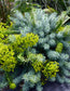 25 Euphorbia Seeds Blue Haze Sedum Seeds Perennial Seed