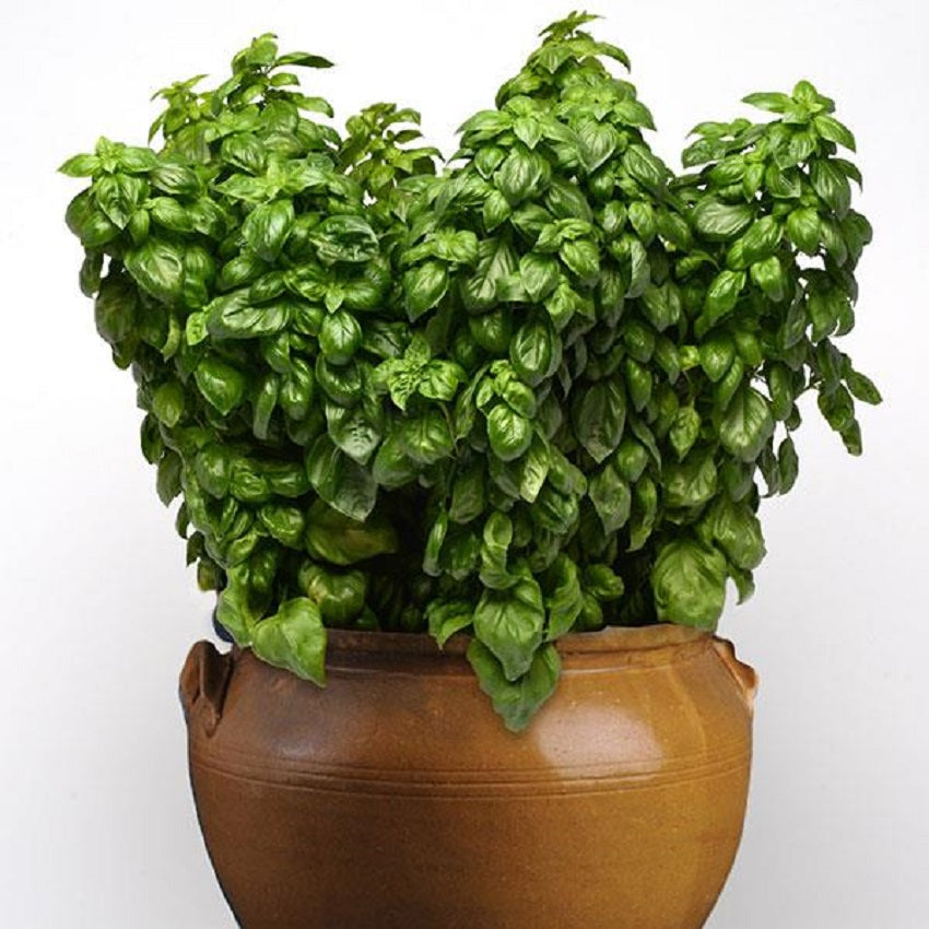 Everleaf Genovese Basil 50 Basil Seeds Herb Seeds