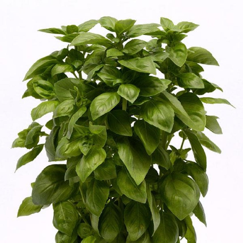 Everleaf Genovese Basil 50 Basil Seeds Herb Seeds