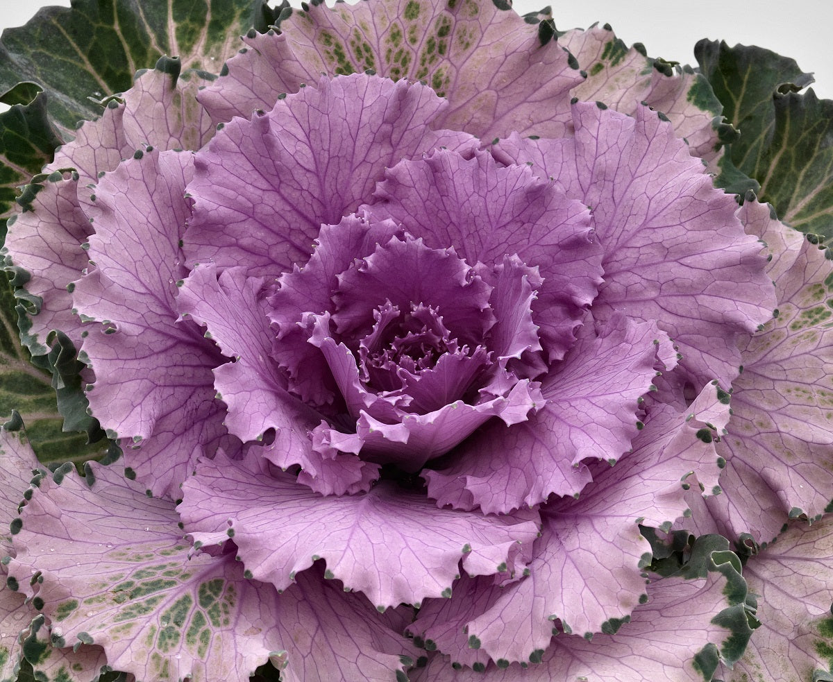 Ornamental Cabbage Seeds Osaka Pink 50 Flowering Kale Seeds