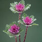 25 Flowering Kale Seeds Flowering Kale Crane Feather Queen Red Ornamental Kale Seeds