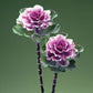 25 Seeds Flowering Kale Seeds Flowering Kale Rose Flare Ornamental Kale Seeds