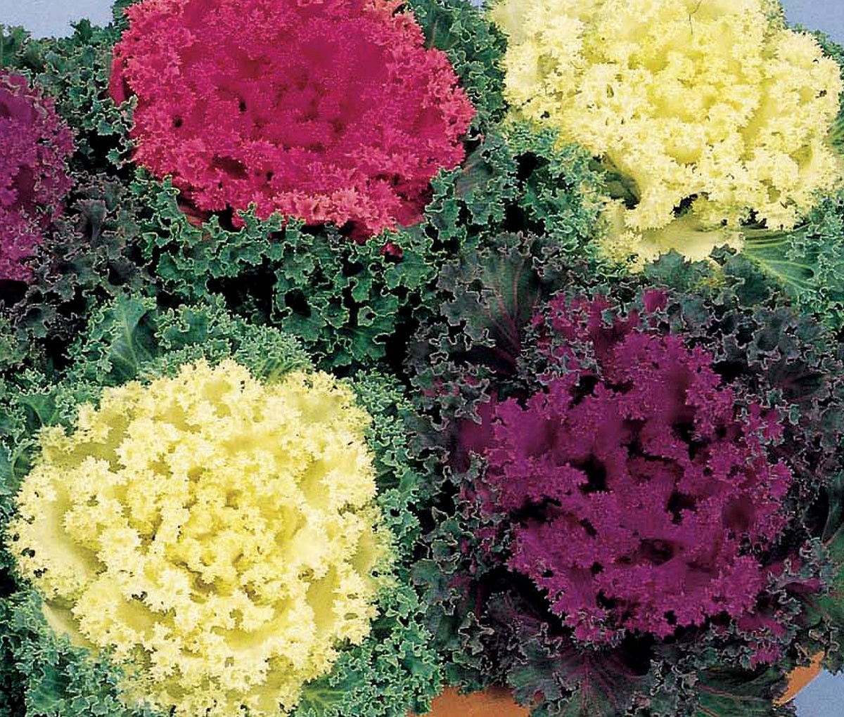 Ornamental Kale Seeds Nagoya Mix 50 Flowering Kale Seeds