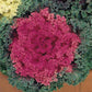 Ornamental Kale Seeds Nagoya Rose 50 Flowering Kale Seeds