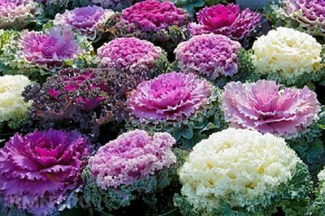 Ornamental Flowering Kale Seeds Osaka Mix 25 thru 1,000 seeds