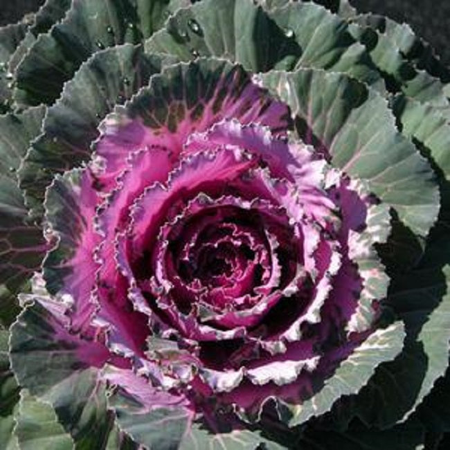 Ornamental Flowering Kale Seeds Osaka Pink 25 thru 1,000 seeds