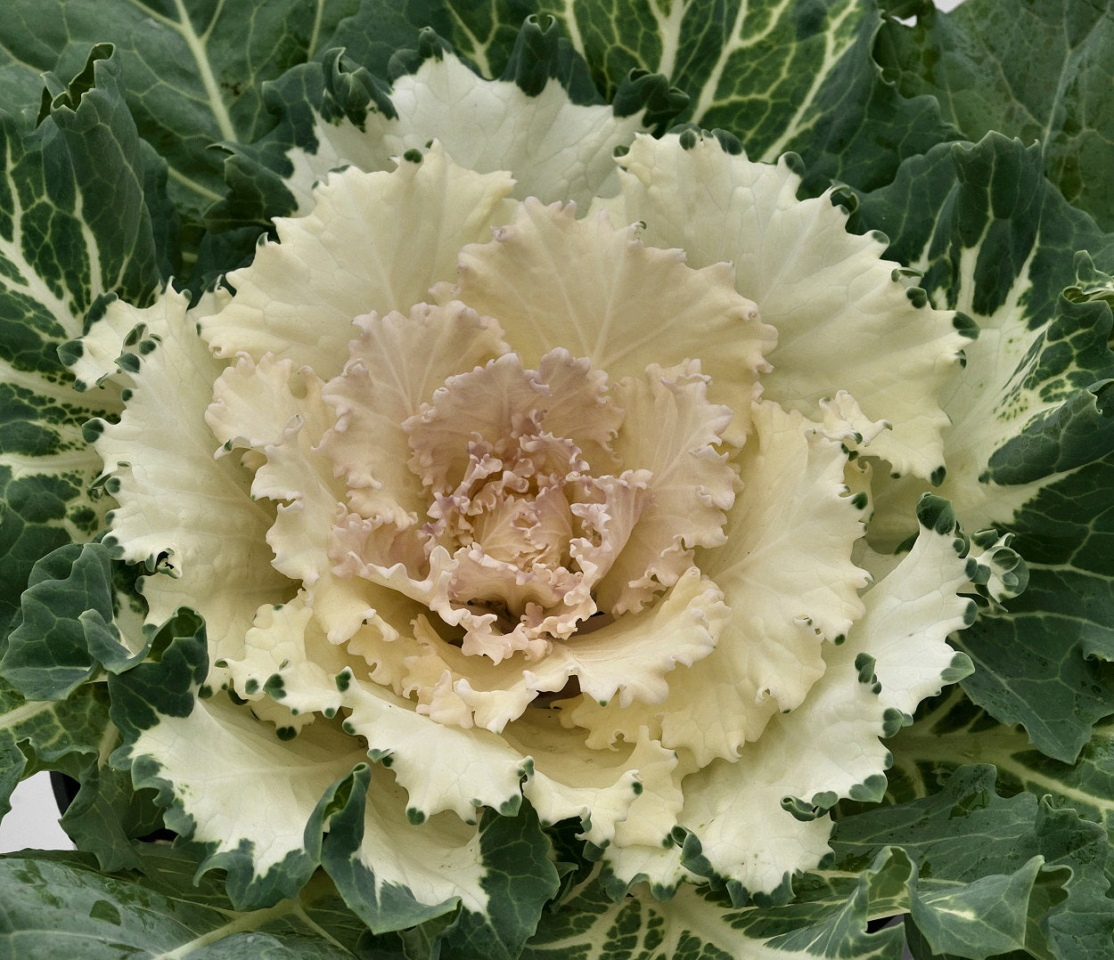 Ornamental Flowering Kale Seeds Osaka White 25 thru 1,000 seeds