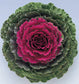 Flowering Kale Seeds 50 Seeds Flowering Cabbage Songbird Red