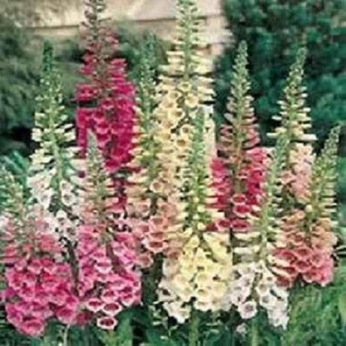 1,000 Foxglove Seeds Purpurea Mix Digitalis Seeds