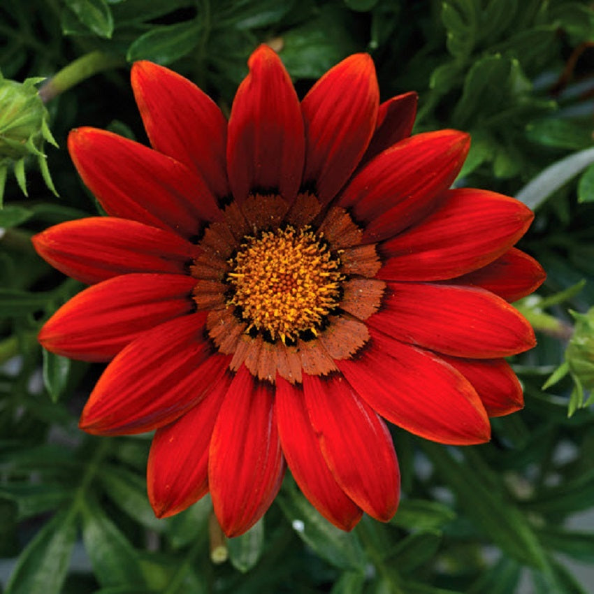 Gazania Seeds Big Kiss Red 25 thru 100 Perennial Flower Seeds