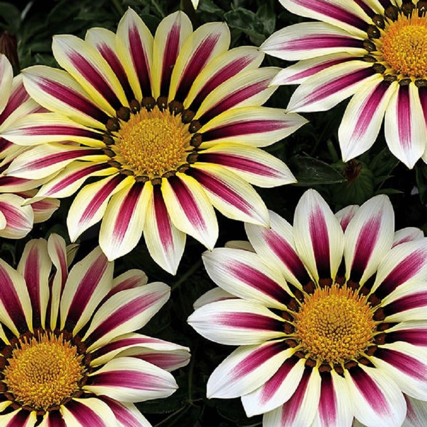 Gazania Seeds Big Kiss White Flame 25 thru 500 Perennial Flower Seeds