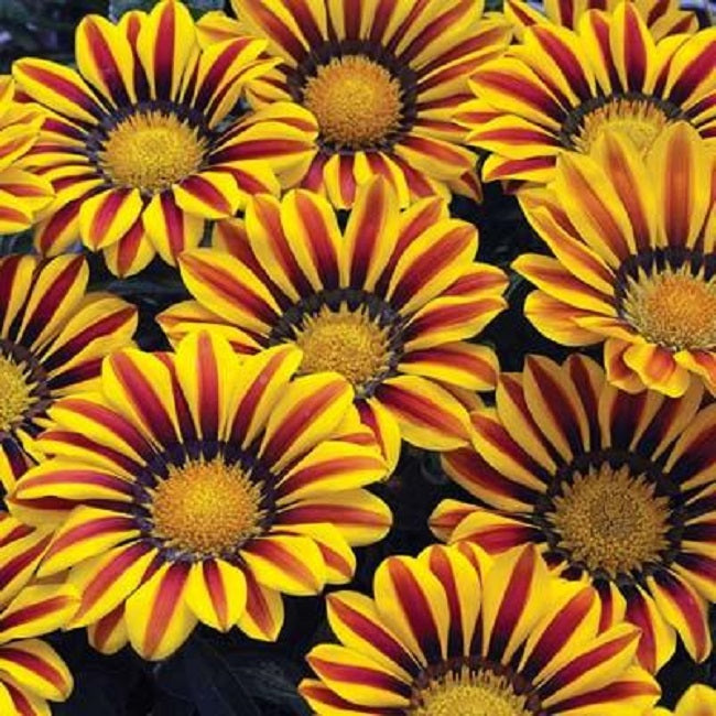 Gazania Seeds Big Kiss Yellow Flame 25 thru 500 Perennial Flower Seeds