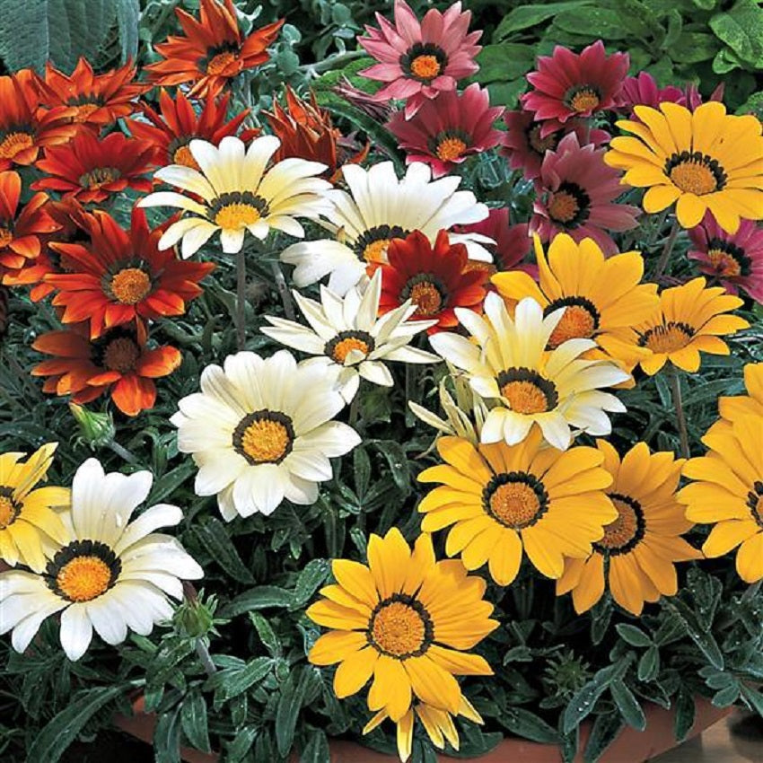 Gazania Seeds Kiss Mix 25 thru 250 Flower Seeds