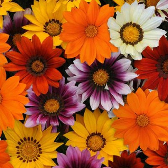 Gazania Seeds New Day Mix 25 Flower Seeds