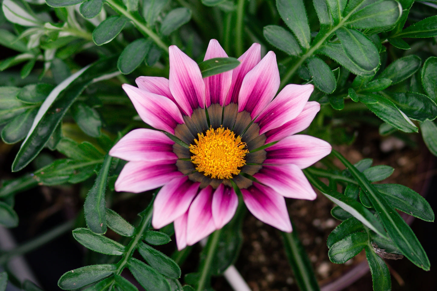 Gazania Seeds New Day Pink 50 Flower Seeds