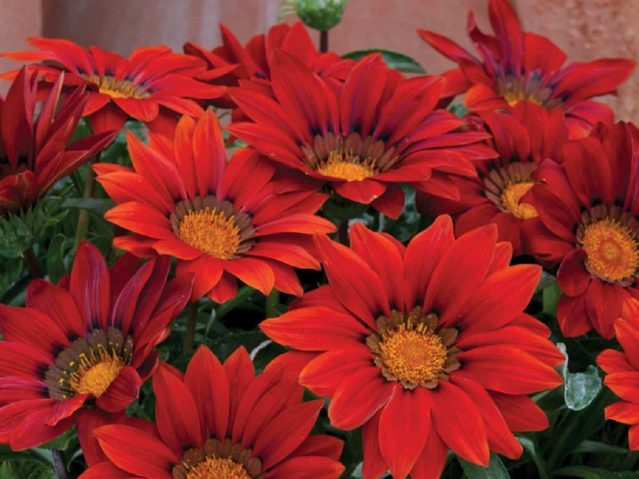 Gazania Seeds New Day Red Shades 25 Flower Seeds