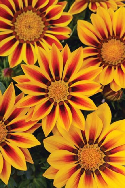 Gazania Seeds | Flower Seeds | Gazanias