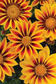 Gazania Seeds New Day Red Stripe 25 Flower Seeds