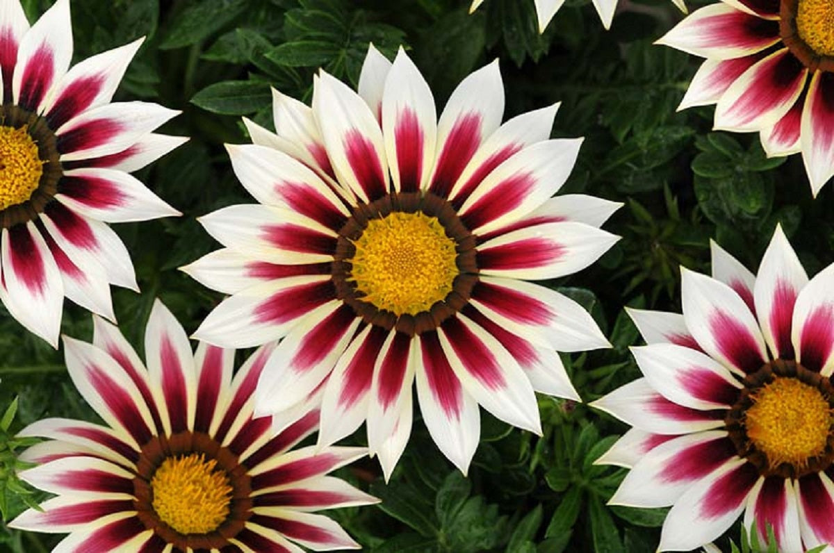 Gazania seeds New Day Rose Stripe 50 seeds