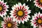 Gazania Seeds New Day Rose Stripe 25 Flower Seeds