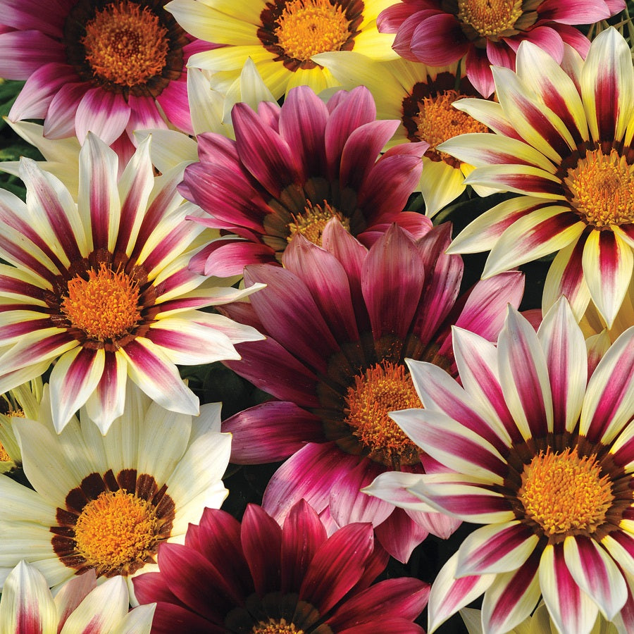 New Day Gazania Seeds | Flower Seeds | Gazanias