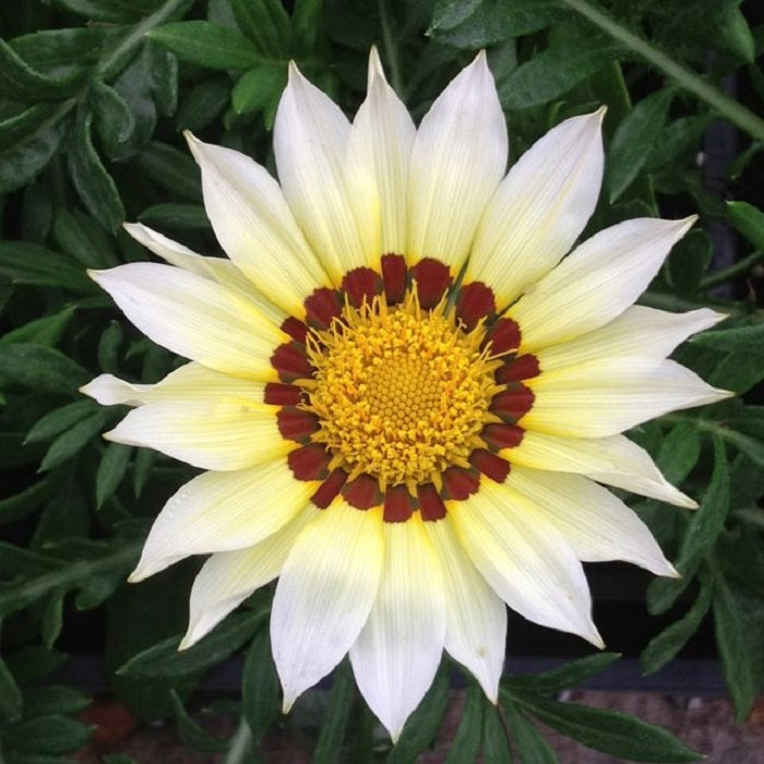 Gazania Seeds New Day White 25 Flower Seeds