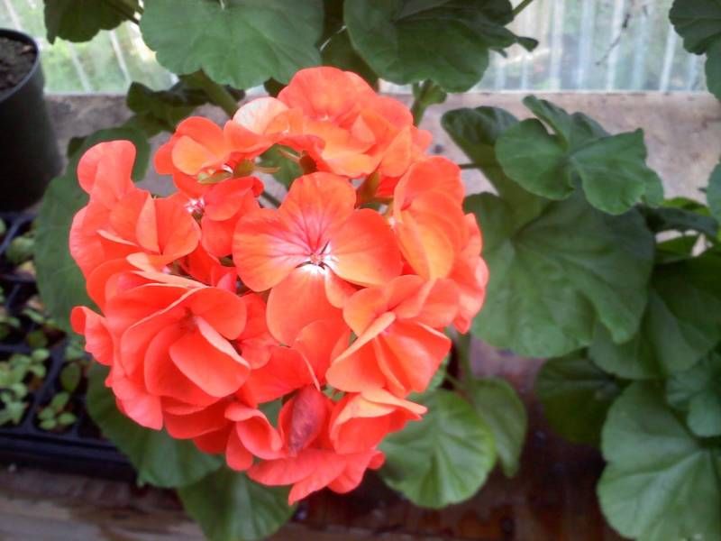 Maverick Orange Geranium Seeds 15 thru 250 Bulk Geranium Seeds