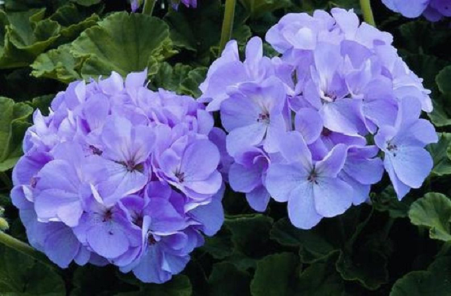 Geranium Seeds Maverick Quick Silver 15 thru 250 Bulk Geranium Seeds