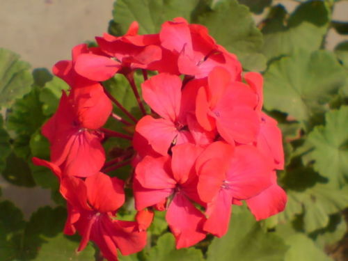 15 Maverick Red Geranium Seeds Spring Seeds