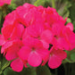 15 Maverick Rose Geranium Seeds Spring Seeds