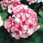 15 Maverick Star Geranium Seeds Spring Seeds