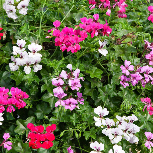 Ivy Geranium Seeds Reach Out Formula Mix 15 Trailing Geranium Seeds