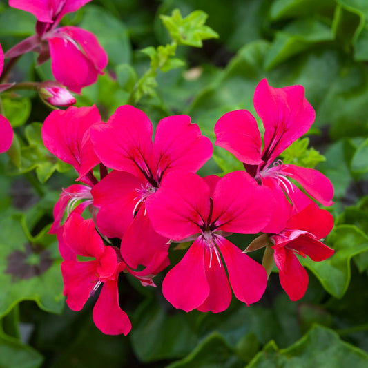 Ivy Geranium Seeds Reach Out Hot Pink 15 Trailing Geranium Seeds