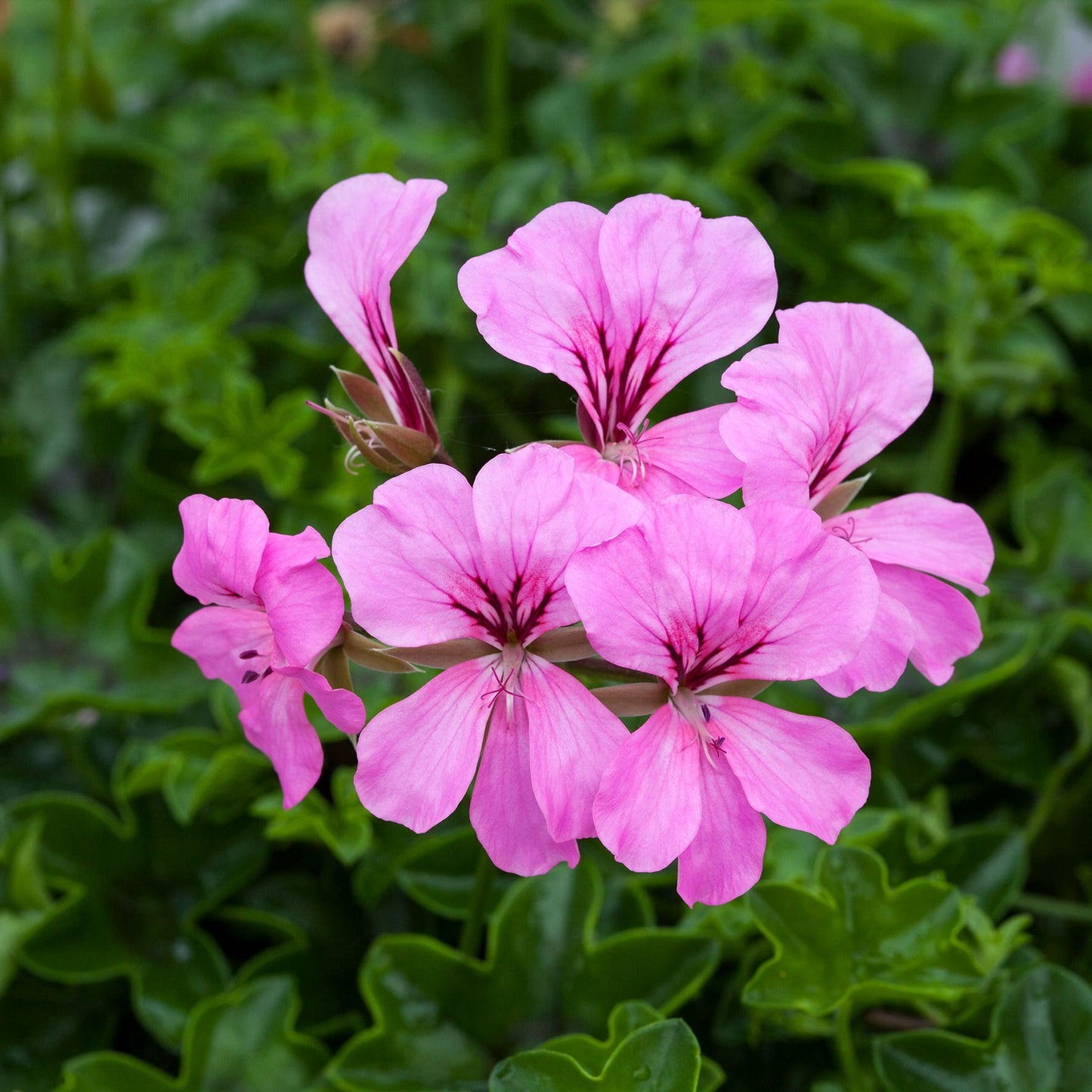 Ivy Geranium Seeds Reach Out Pink 15 Trailing Geranium Seeds