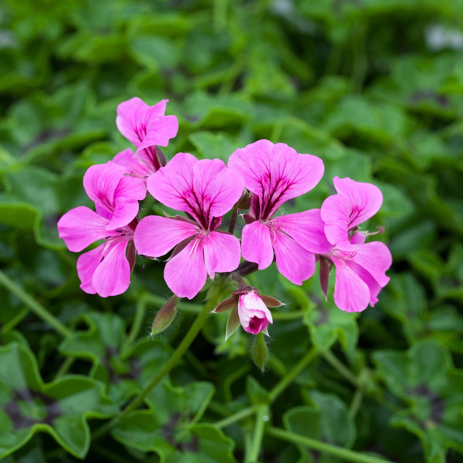 Ivy Geranium Seeds Reach Out Light Purple 15 Trailing Geranium Seeds