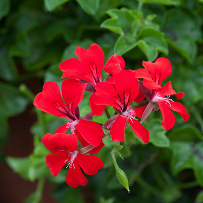 Reach Out Red Ivy Geranium Seeds 15 thru 50 Geranium Seeds