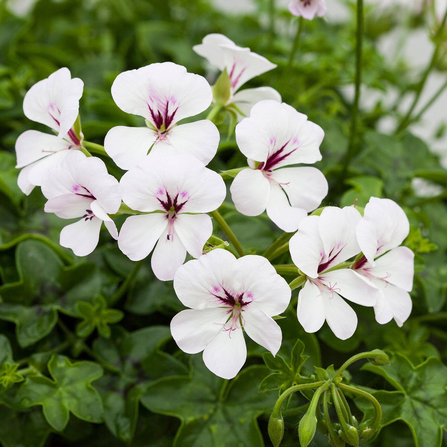 Ivy Geranium Seeds Reach Out White 15 Trailing Geranium Seeds