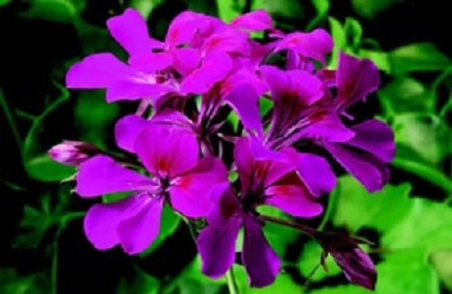 Tornado Fuchsia Ivy Geranium Seeds 15 thru 50 Bulk Seeds