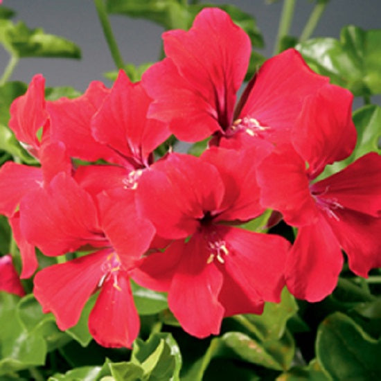 Tornado Red Ivy Geranium Seeds 15 thru 50 Bulk Geranium Seeds