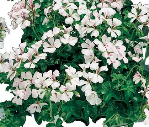 Tornado White Ivy Geranium Seeds 15 thru 50 Bulk Geranium Seeds