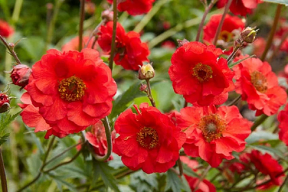 Geum Seeds 50 thru 500 Seeds Geum Mrs Bradshaw Flower Seeds