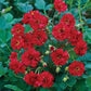 Geum Seeds 50 thru 500 Seeds Geum Mrs Bradshaw Flower Seeds