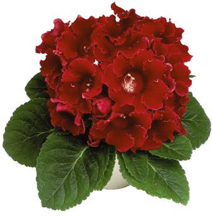 Gloxinia Seeds Gloxinia Avanti Scarlet 25 Non Pelleted Seeds